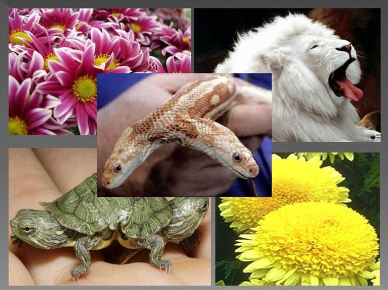 Синтетическая теория эволюции &mdash; основные положения, идеи и принципы