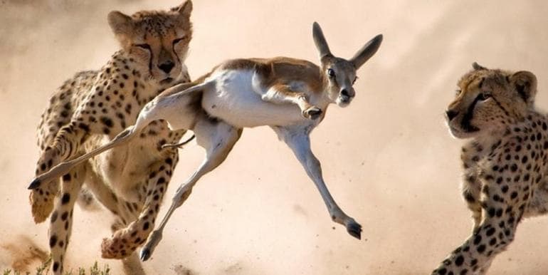 Синтетическая теория эволюции &mdash; основные положения, идеи и принципы