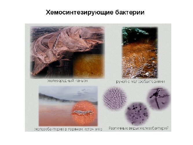 Синтез АТФ &ndash; что такое, как и где происходит, основные функции кратко (10 класс, биология)