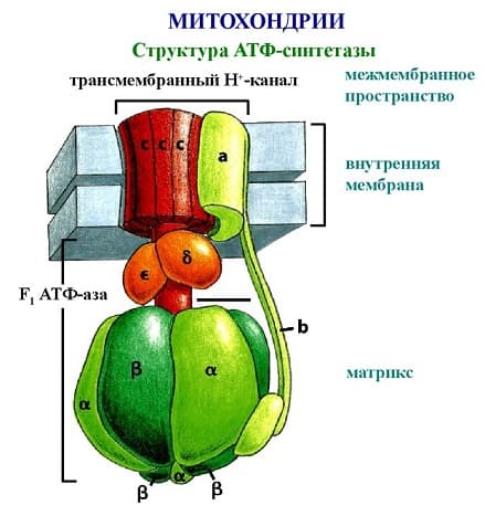 Синтез АТФ &mdash; структура, функции и пути образования аденозинтрифосфорной кислоты