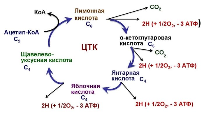 Синтез АТФ &mdash; структура, функции и пути образования аденозинтрифосфорной кислоты