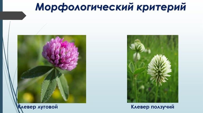 Систематика в биологии — основы классификации растений и животных