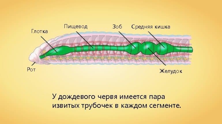 Системы органов животных — характеристика, виды и строение