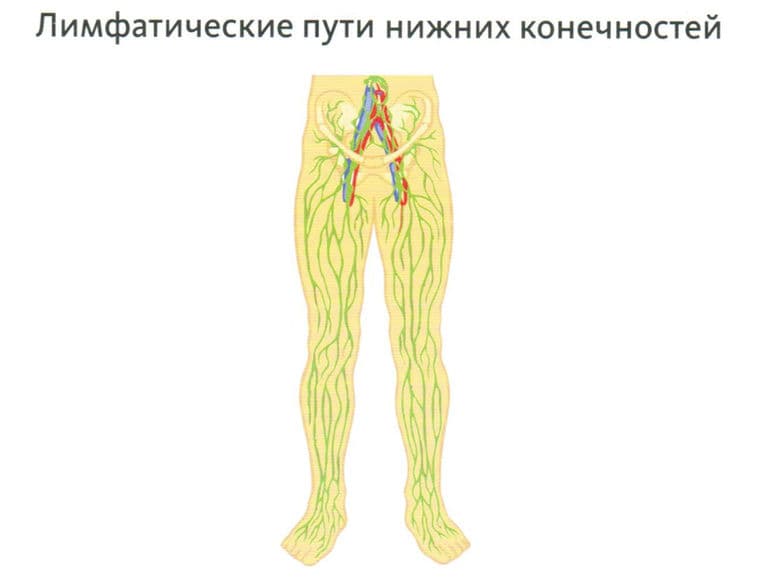 Системы органов животных — характеристика, виды и строение