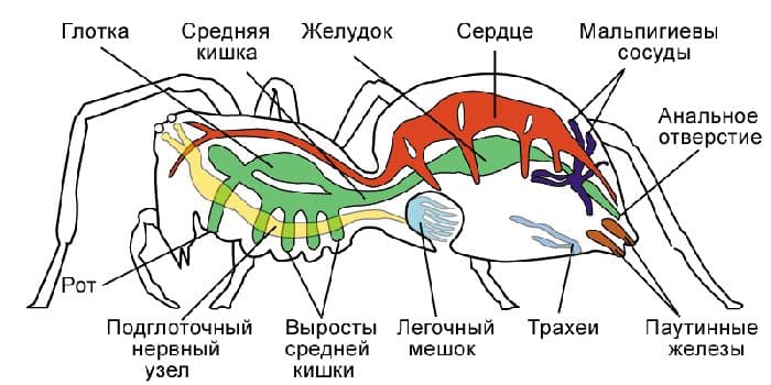 Системы органов животных и их функции (биология, 8 класс)