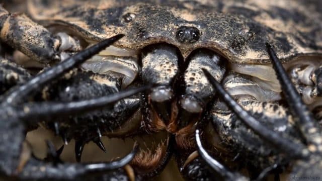 Скорпион &ndash; представитель паукообразных или насекомое, к какому классу относится