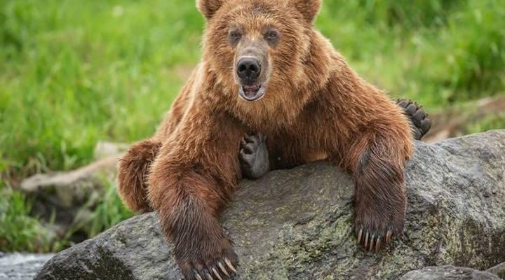 Сочинение Камчатский бурый медведь