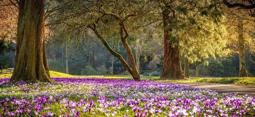 Сочинение Весенний лес