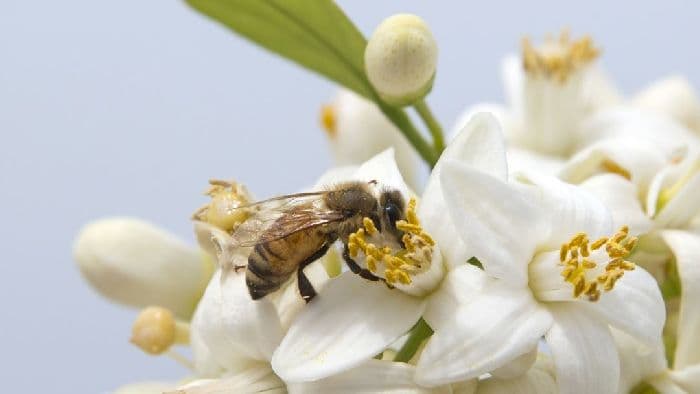 Соцветие &ndash; таблица, что такое соцветие в биологии (6 класс)