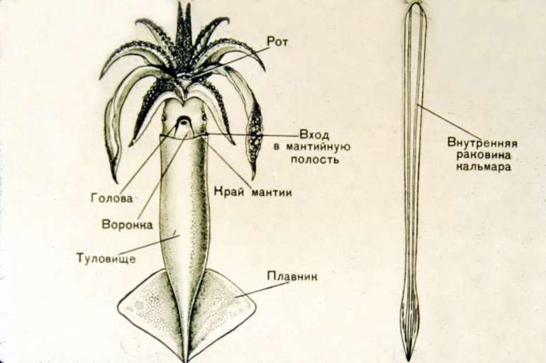 Сообщение о кальмаре (биология 7 класс) — описание, виды и среда обитания