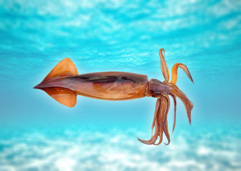 Сообщение о кальмаре (биология 7 класс) — описание, виды и среда обитания