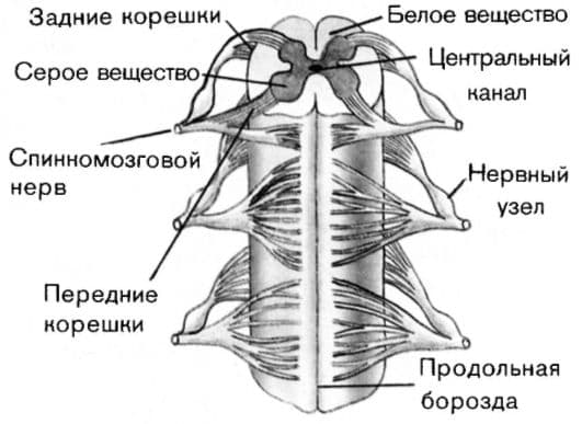Спинной мозг – строение и функции у человека кратко (8 класс)