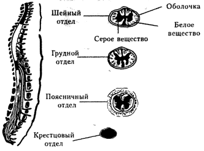 Спинной мозг – строение и функции у человека кратко (8 класс)