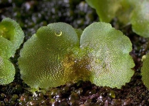 Способы размножения растений &ndash; какие встречаются, вегетативное и споровое (6 класс)