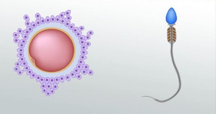 Способы размножения растений &ndash; какие встречаются, вегетативное и споровое (6 класс)