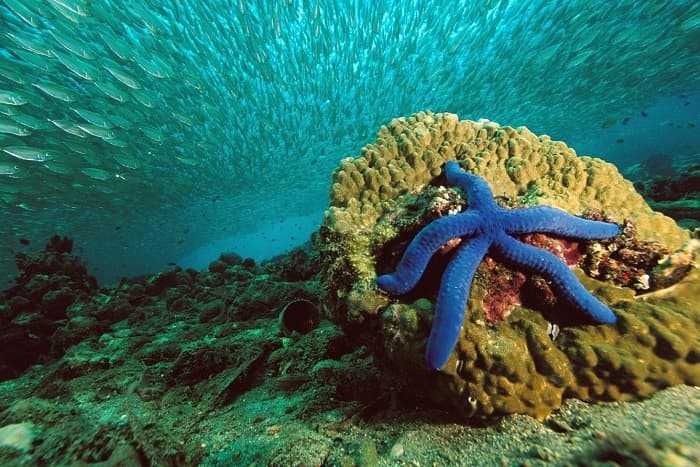 Среда обитания &mdash; виды, характеристики и представители