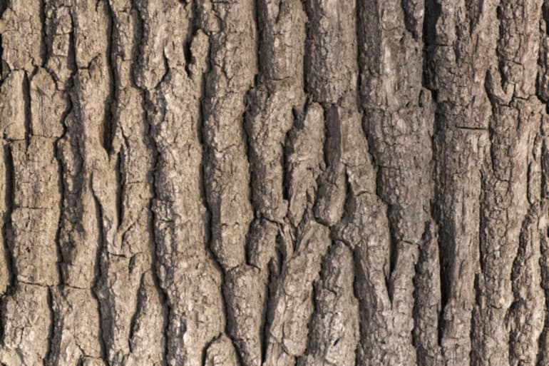 Стебель древесного растения — особенности внешнего и внутреннего строения