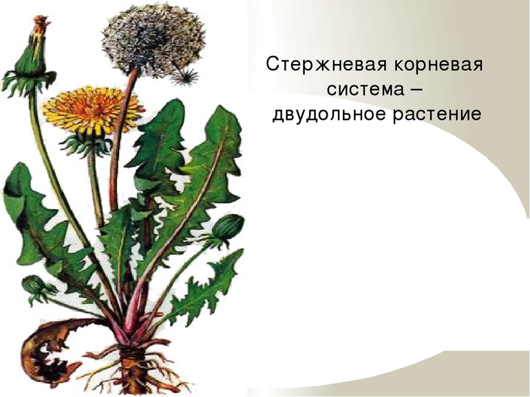 Стержневая корневая система у двудольных растений — строение и типы
