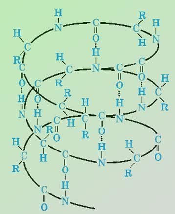 Строение белков — особенности, функции, биологическая роль