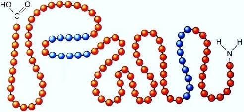 Строение белков — особенности, функции, биологическая роль