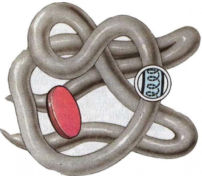 Строение белков — особенности, функции, биологическая роль