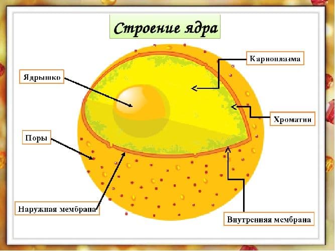 Строение эукариотической клетки в таблице, кратко о функциях (9 класс, биология)