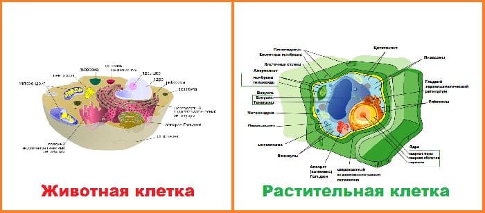 Строение эукариотической клетки в таблице, кратко о функциях (9 класс, биология)