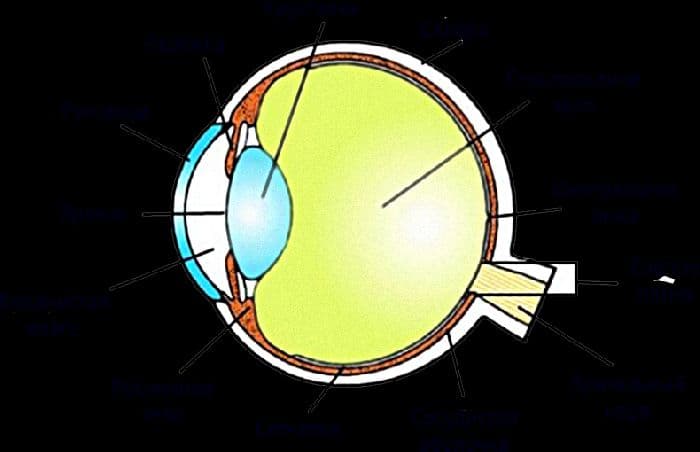 Строение глаза и функции его частей в таблице