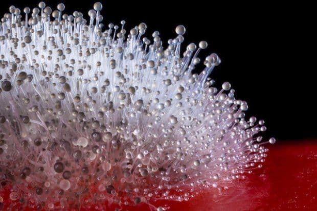 Строение грибов и их многообразие (5 класс, биология)