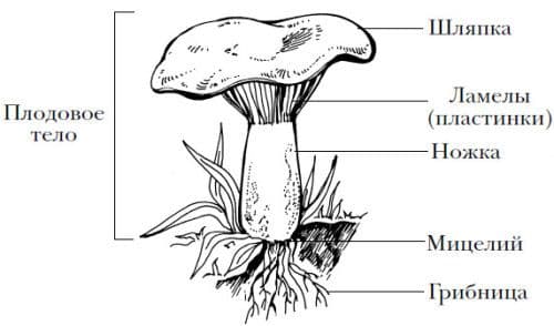 Строение грибов и их многообразие (5 класс, биология)