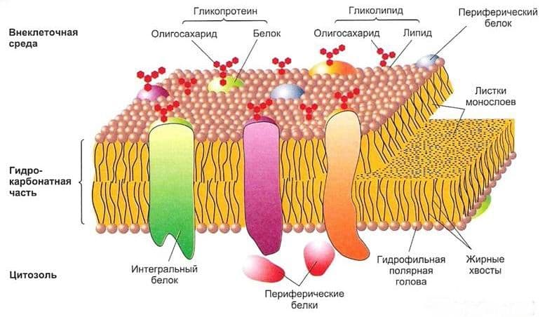 Строение клетки человека и ее функции в организме