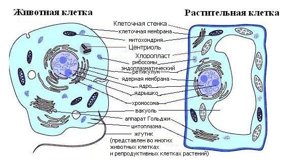 Строение клетки – таблица с органоидами и их функциями (9 класс)