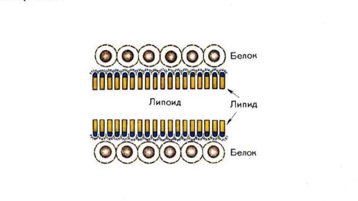 Строение клеточной мембраны и ее функции в таблице