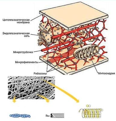 Строение клеточной мембраны и ее функции в таблице