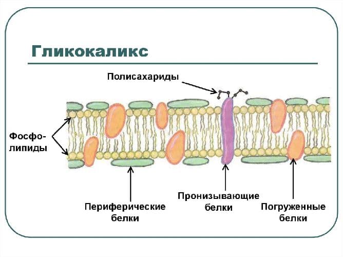 Строение клеточной мембраны и ее функции в таблице