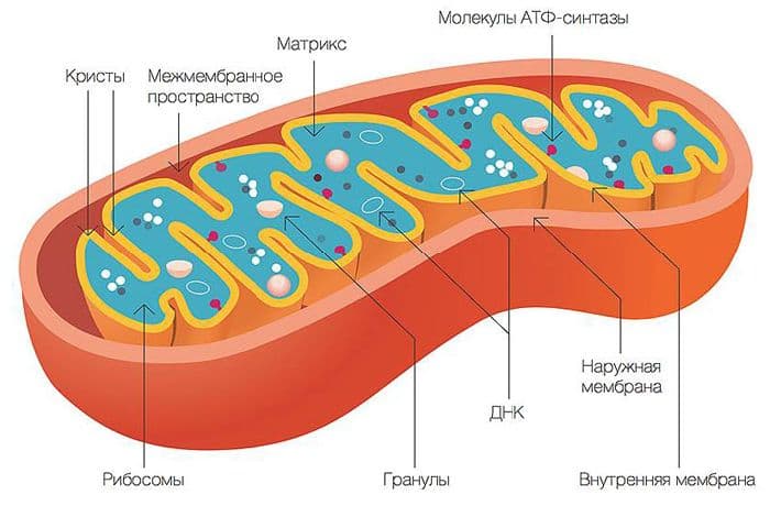 Строение митохондрии и их функции в таблице