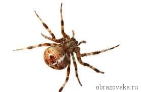 Строение паукообразных &ndash; железы, ротовой аппарат, особенности органов дыхания