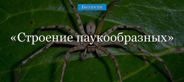 Строение паукообразных – железы, ротовой аппарат, особенности органов ...