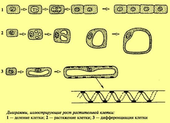 Строение растительной клетки и ее функции, особенности под микроскопом клетки растения