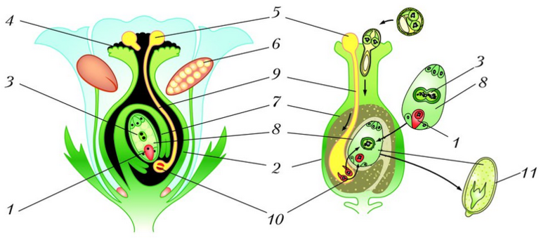Строение семени у однодольных и двудольных растений