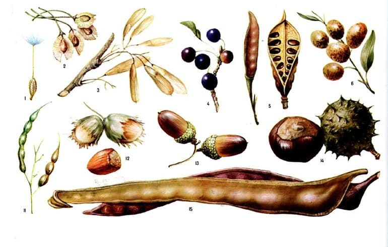 Строение семени у однодольных и двудольных растений