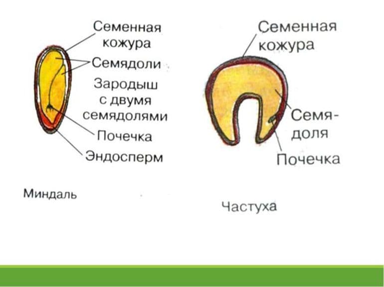 Строение семени у однодольных и двудольных растений