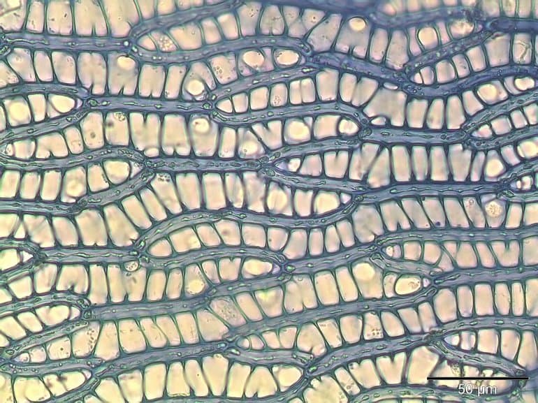 Строение сфагнума &mdash; внешний вид и особенности болотного мха