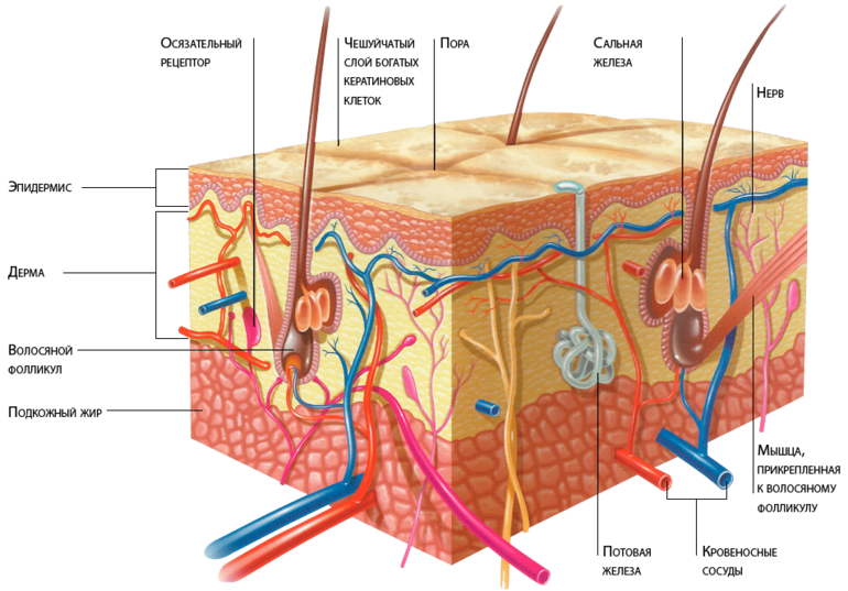 Строение жиров и их роль в организме человека