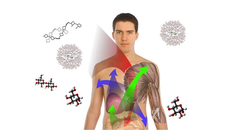 Строение жиров и их роль в организме человека