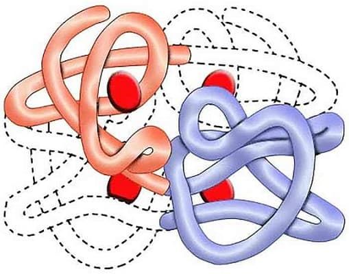 Структура белка &mdash; основные виды с описанием и примерами, функции
