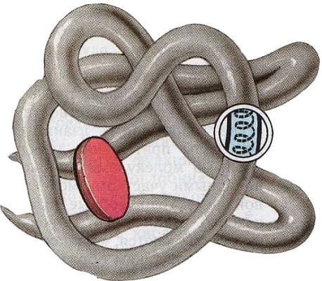 Структура белка &mdash; основные виды с описанием и примерами, функции