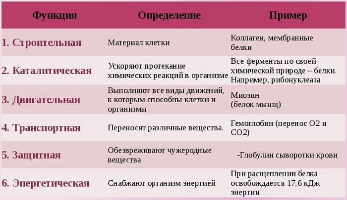 Структура белка &mdash; основные виды с описанием и примерами, функции