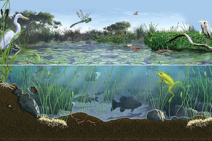 Структура биоценоза в биологии &mdash; определение, виды и примеры