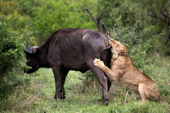 Структура биоценоза в биологии &mdash; определение, виды и примеры